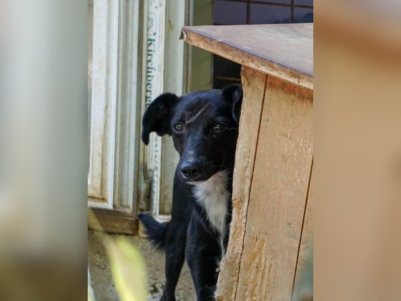 Kuckuck, wer schenkt Traumhündin FIONA ein liebevolles Zuhause?