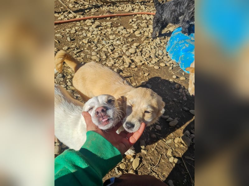 SKIPPER klein, frech, WUNDERBAR !