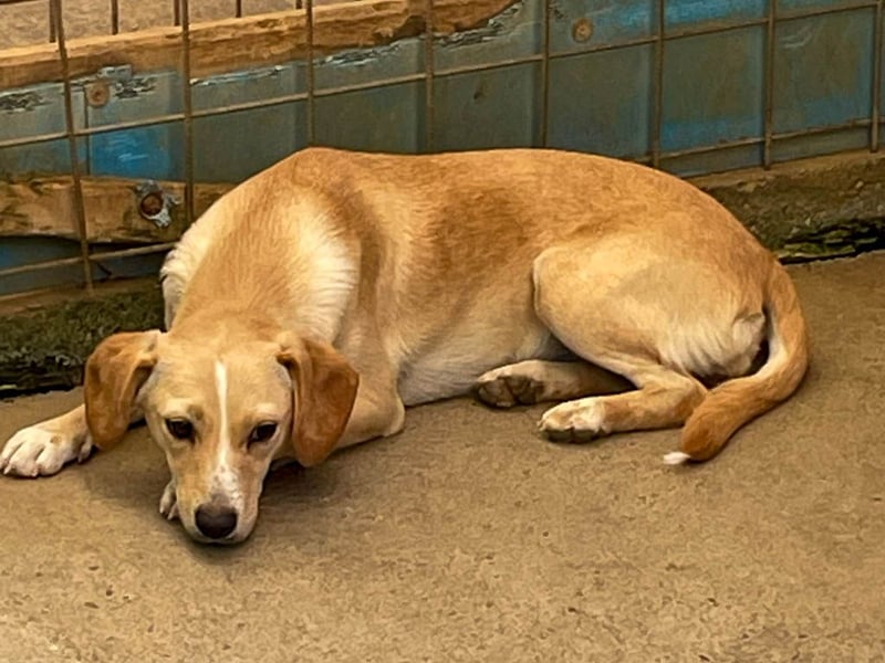 Aufgeweckte SASSY will endlich das Leben außerhalb des Tierheims kennenlernen. Zeigst du es ihr?