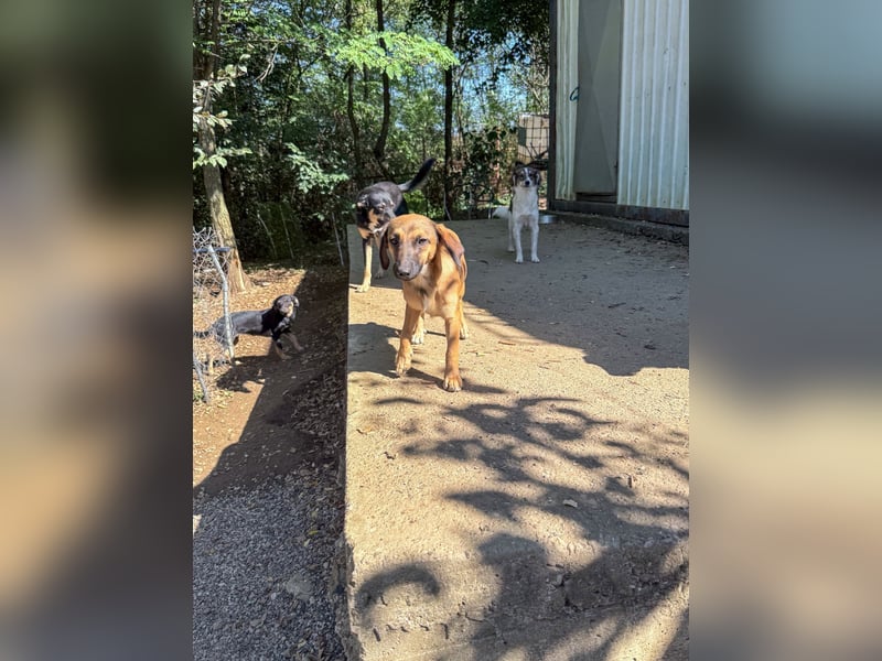 Schlaue ALMA sucht ein für immer Zuhause