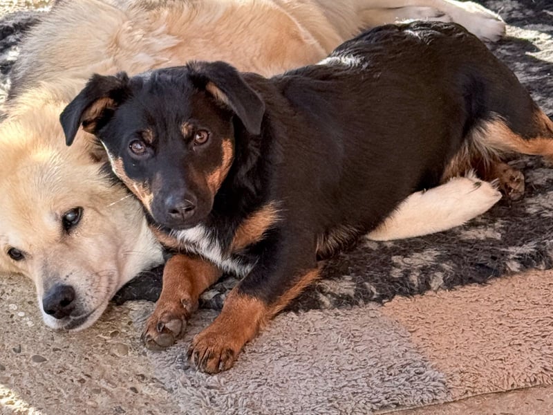 hübsch, hübscher, ROXANA