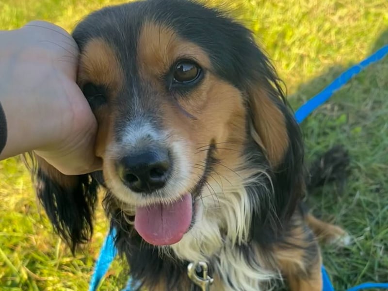 Bezaubernder zuckersüßer BOBISHA sucht sein Für-Immer-Zuhause