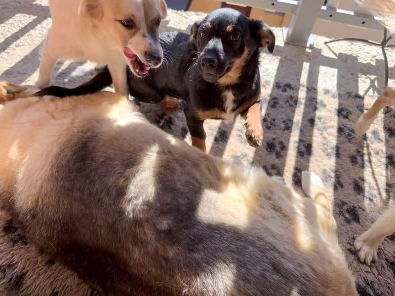 hübsch, hübscher, ROXANA