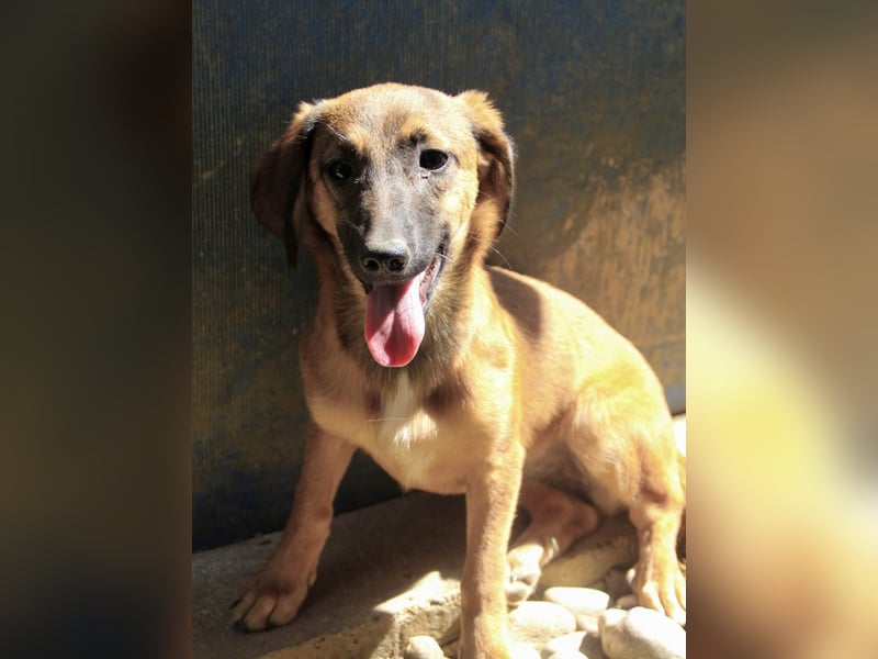 Schlaue ALMA sucht ein für immer Zuhause