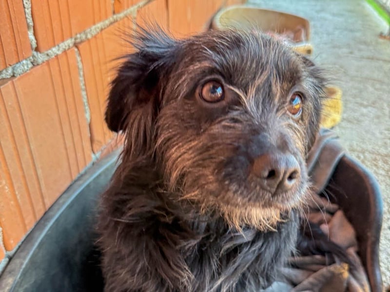 Zuckerschnauze RAMONA - bist du ihr Ticket ins Glück