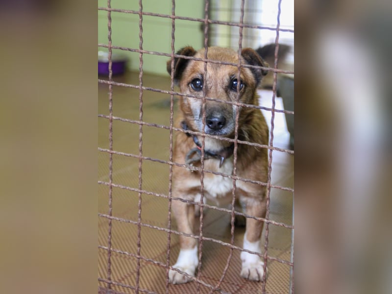 Kuckuck, zauberhafter AMON sucht liebevolle Familie Kuckuck, zauberhafter AMON sucht liebevolle Familie