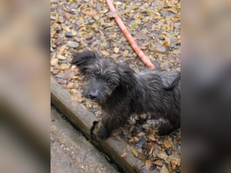 Freundlicher KAIRO möchte die Welt entdecken