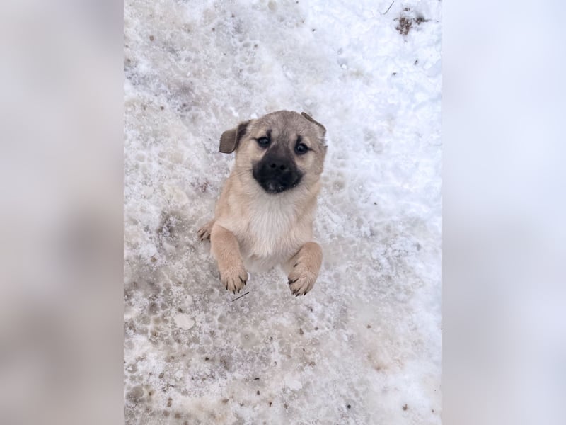 SMOKY kleine Schnauze - großes Herz zum Verlieben !