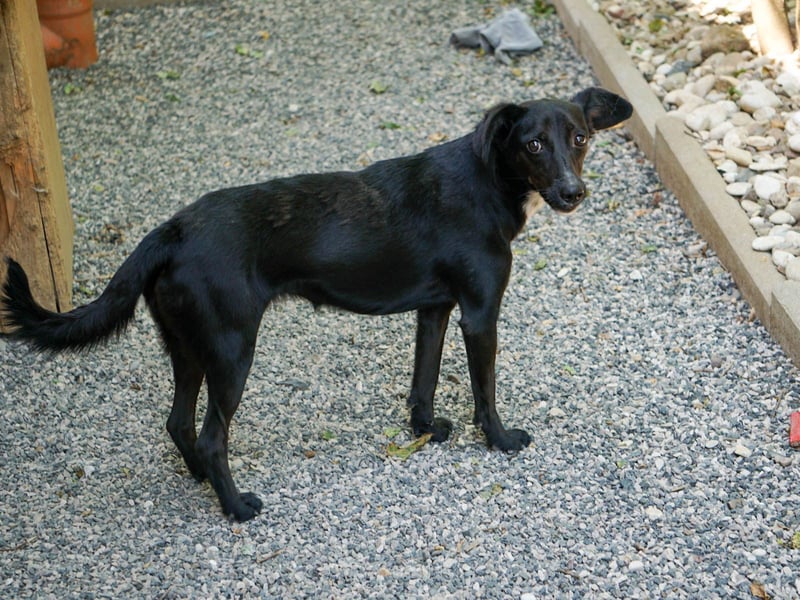 Kuckuck - lebensfrohe FIONA sucht ihr Zuhause