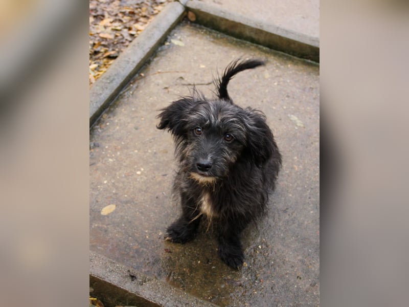 Freundlicher KAIRO möchte die Welt entdecken