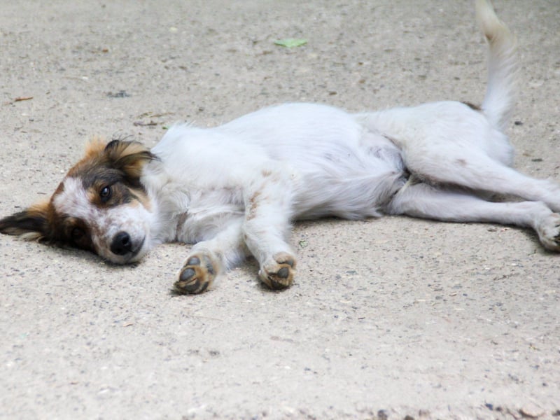 Zuckerschnute EMIL ist ein neugieriger und verspielter Hundebub Zuckerschnute EMIL ist ein neugieriger und verspielter Hundebub