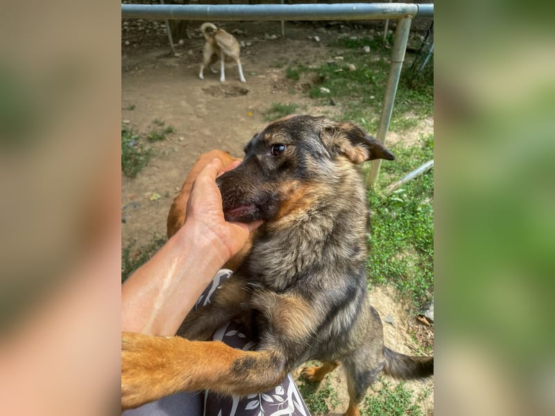 supersüße WELLA sucht nach DIR