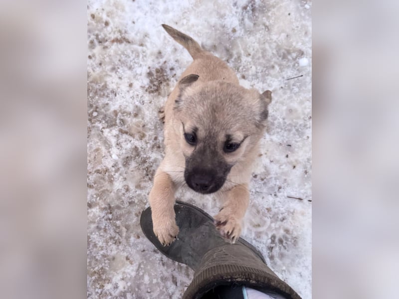 SMOKY kleine Schnauze - großes Herz zum Verlieben !