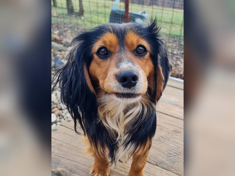 Bezaubernder zuckersüßer BOBISHA sucht sein Für-Immer-Zuhause