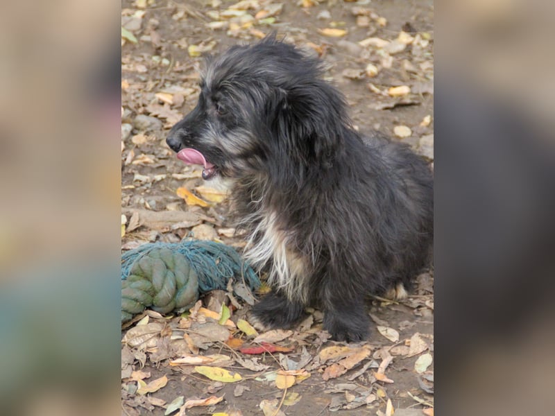 Freundlicher KAIRO möchte die Welt entdecken