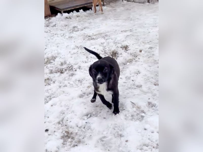 SUSHI - Knopfaugen zum Verlieben !!!