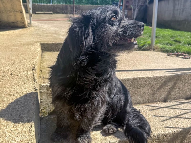 Zuckerschnauze RAMONA - bist du ihr Ticket ins Glück