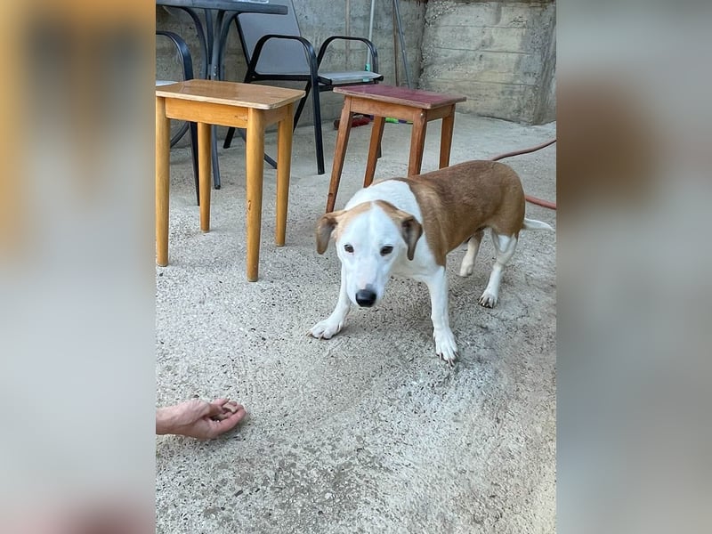 Ruhiger BEPI sucht sein Glück