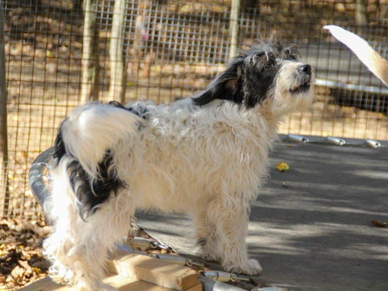 Traumprinz KELVIN ist ein fröhlicher und verspielter Hundebub