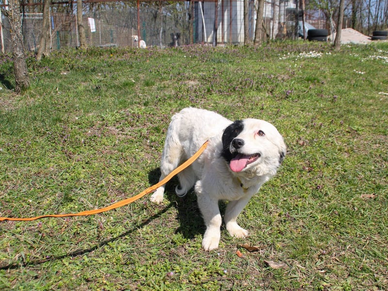 PUPIN einzigartig, lebensfroh - einfach PERFEKT !