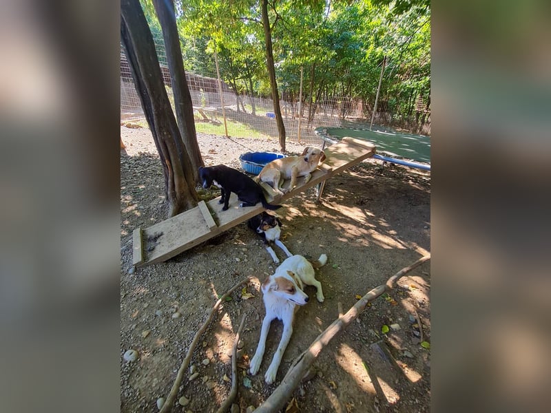 Aufgeweckte SASSY will endlich das Leben außerhalb des Tierheims kennenlernen. Zeigst du es ihr?