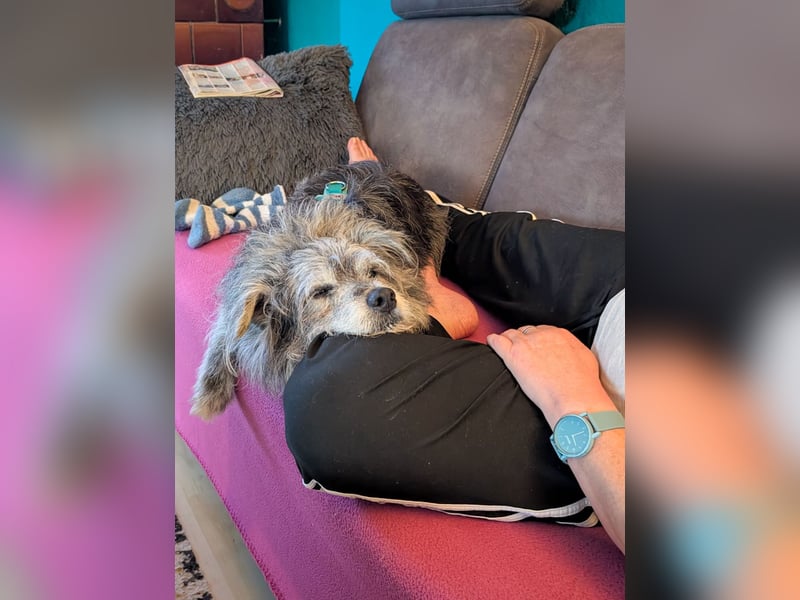 Verspielter Hunde-Opi BUDDY kann in 29413 Dähre kennengelernt werden