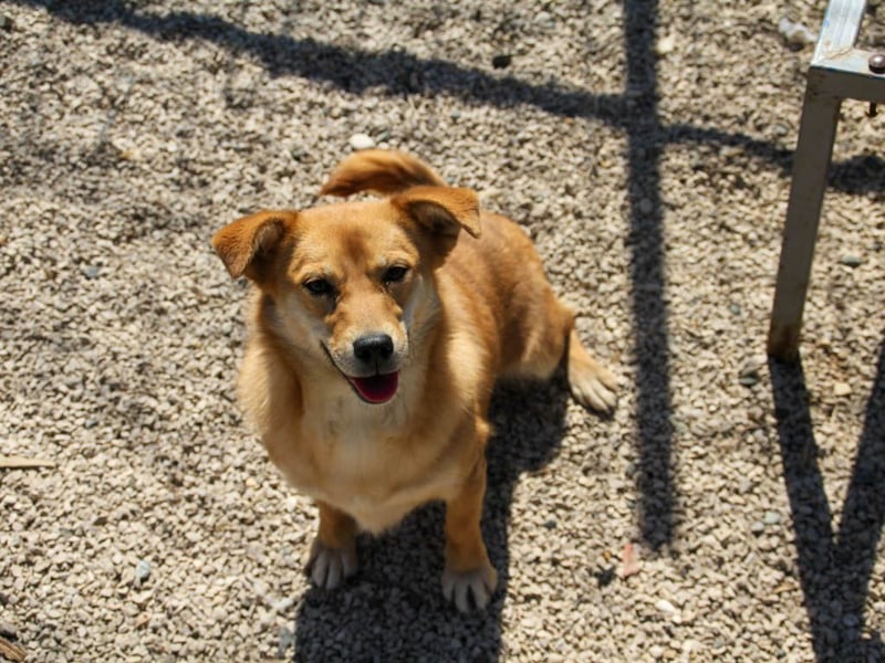 Kuschelfee SENA sucht Kuschelmenschen zum lieb haben