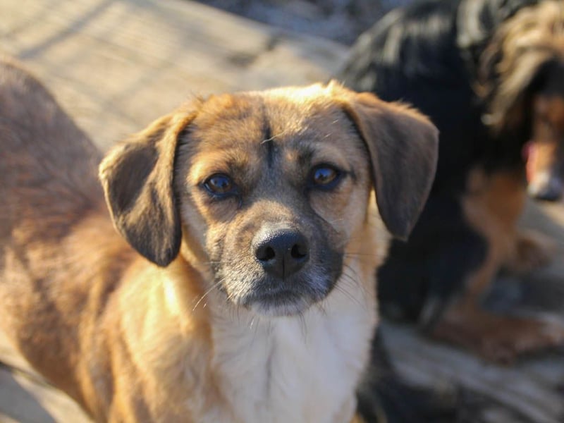 Schleckermaul MILLIE sucht nach ihren eigenen Leckerlispendern