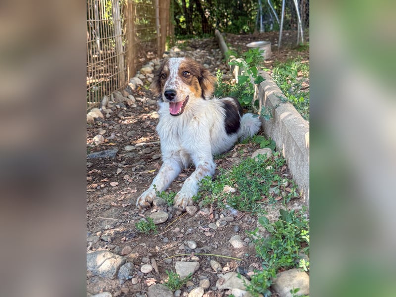 Zuckerschnute EMIL ist ein neugieriger und verspielter Hundebub Zuckerschnute EMIL ist ein neugieriger und verspielter Hundebub