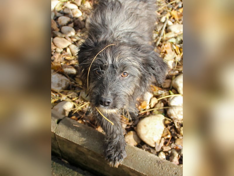 Freundlicher KAIRO möchte die Welt entdecken