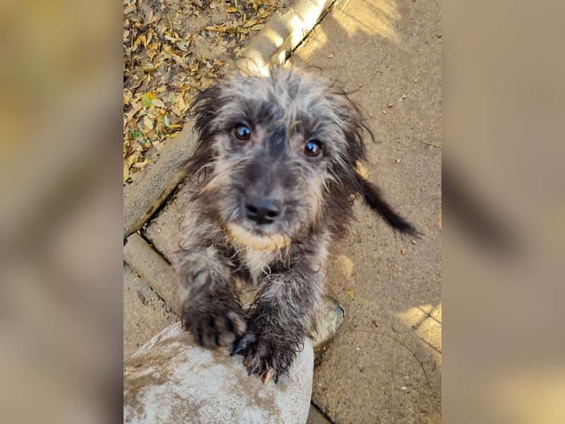 Fellknäul KEANU möchte endlich mit seiner eigenen Familie Kuscheln und Toben