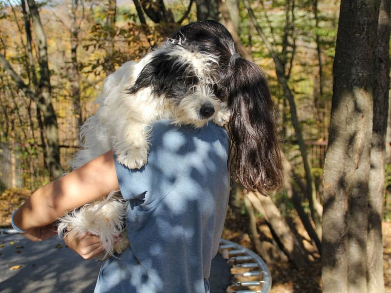 Traumprinz KELVIN ist ein fröhlicher und verspielter Hundebub