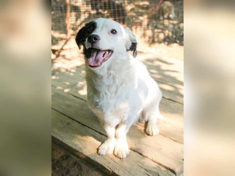 PUPIN, neugierig verspielt - bereit für viele Spiele- und Kuschelrunden