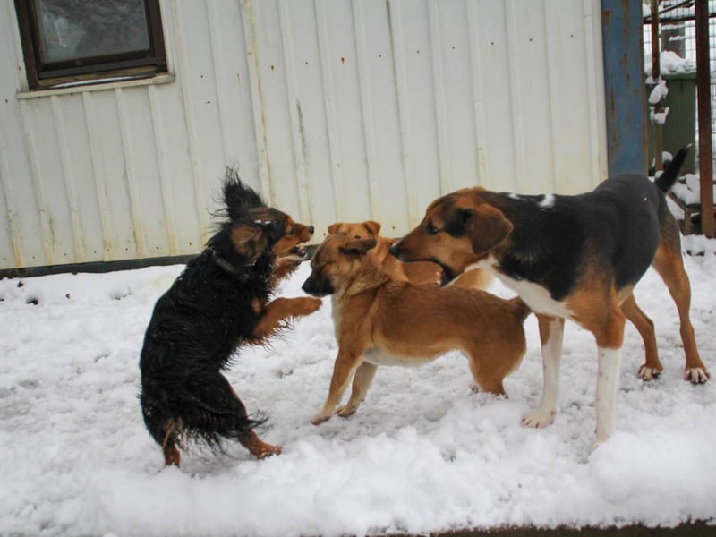 Herzensmensch gesucht - liebe MILLIE hofft den Jackpot Ausreise zu knacken