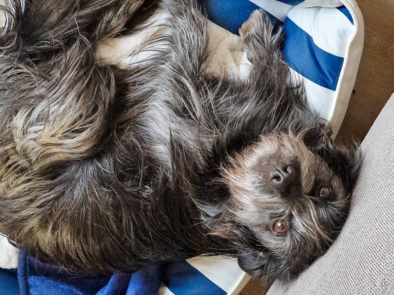 RAMONA, schon MAMA aber selbst noch auf der Suche nach Ihrem großen Glück - EIGENE HUNDEELTERN !