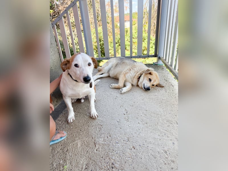 BEPI - Wer löst sein Ticket ins Glück und schenkt ihm ein liebevolles, ruhiges Zuhause BEPI - Wer löst sein Ticket ins Glück und schenkt ihm ein liebevolles, ruhiges Zuhause