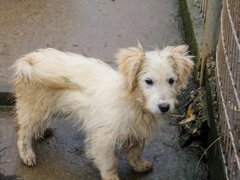 Zuckersüßer Hundebub KASPAR sucht liebevolles Zuhause