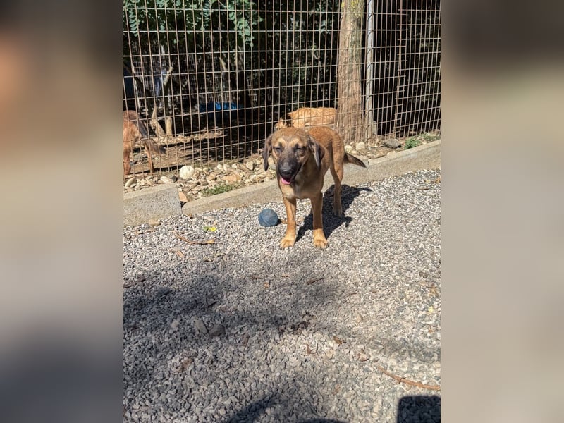 Schlaue ALMA sucht ein für immer Zuhause