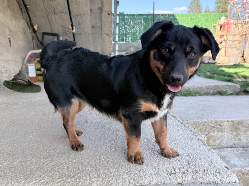 hübsch, hübscher, ROXANA