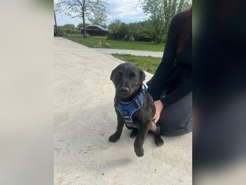 DINGO – mutiger kleiner Abenteurer