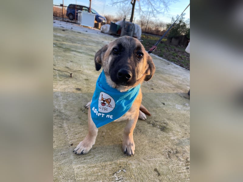 LUCKY – kleiner charmanter Herzensbrecher