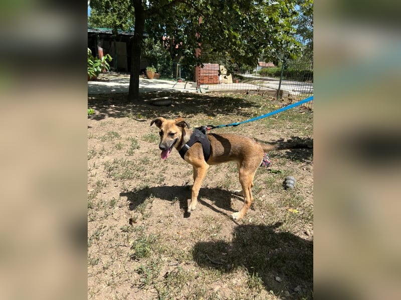 Cleo - unsere wundervolle Frohnatur