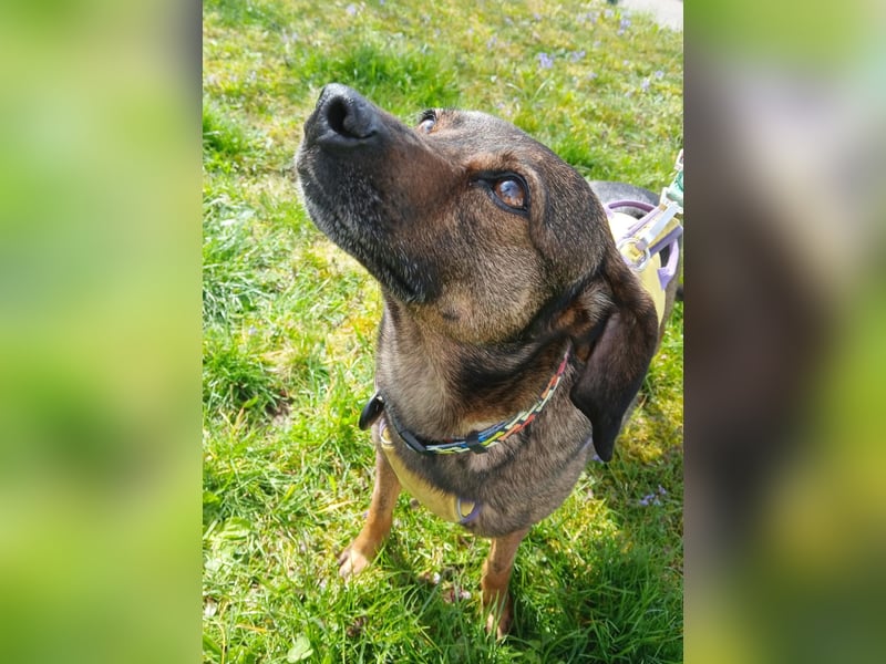 LOLA - Auf Pflegestelle in Schorndorf (Deutschland)