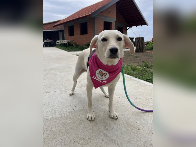 Tessa – ein kleiner Engel in Weiß sucht ein liebevolles Zuhause