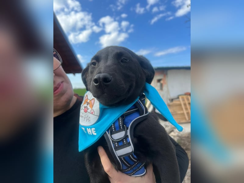 DINGO – mutiger kleiner Abenteurer