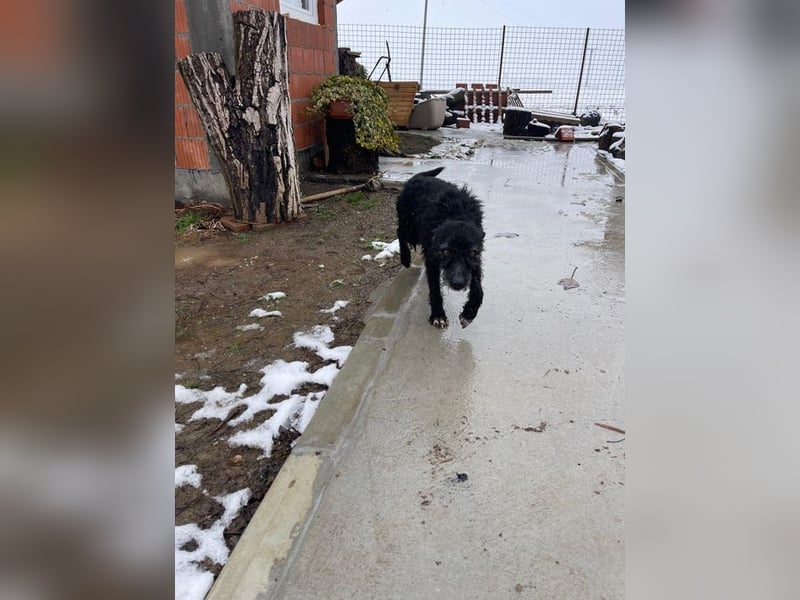 CRNI – lebensfroher Rüde mit zarter Seele