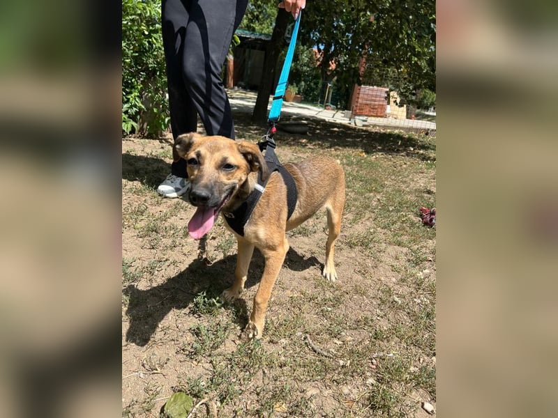 Cleo - unsere wundervolle Frohnatur