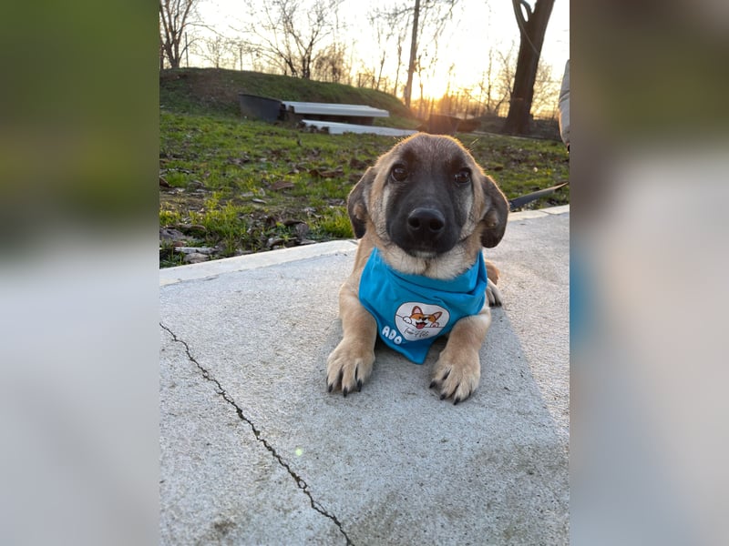 LUCKY – kleiner charmanter Herzensbrecher