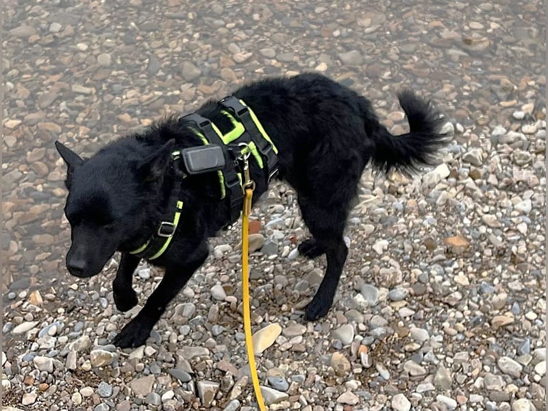 KALLE - Auf Pflegestelle in 72124 Pliezhausen (bei Stuttgart)