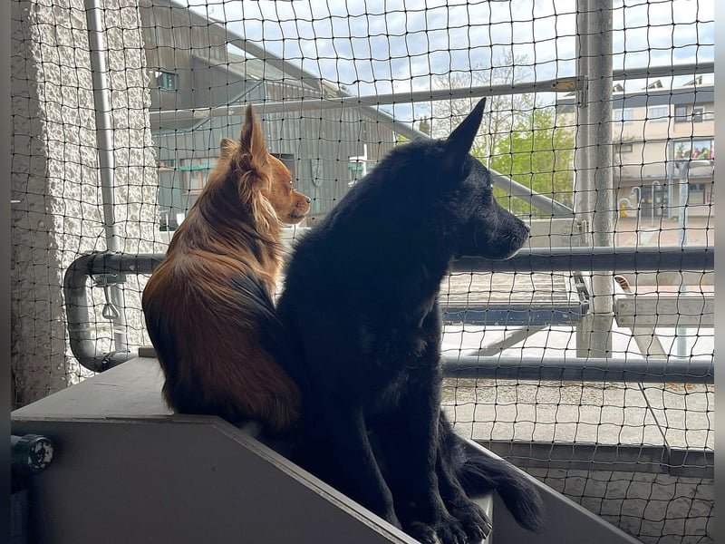 KALLE - Auf Pflegestelle in 72124 Pliezhausen (bei Stuttgart)